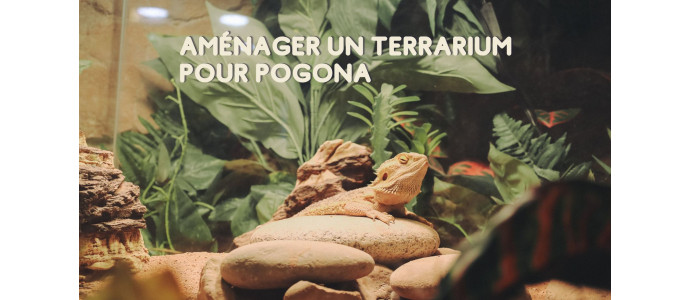 Terrarium pour Pogona : comment le choisir et l'installer ?